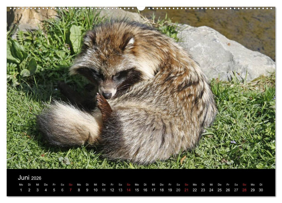 Marderhunde (CALVENDO Premium Wandkalender 2026)