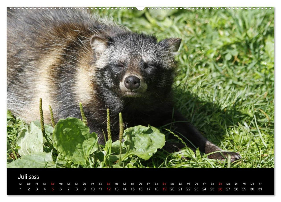 Marderhunde (CALVENDO Premium Wandkalender 2026)