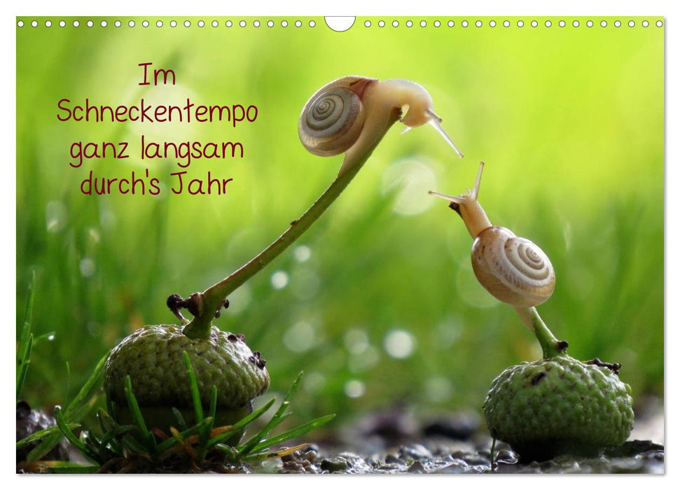 Ganz langsam im Schneckentempo durch's Jahr (CALVENDO Wandkalender 2026)