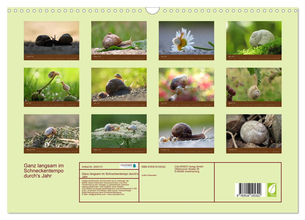 Ganz langsam im Schneckentempo durch's Jahr (CALVENDO Wandkalender 2026)