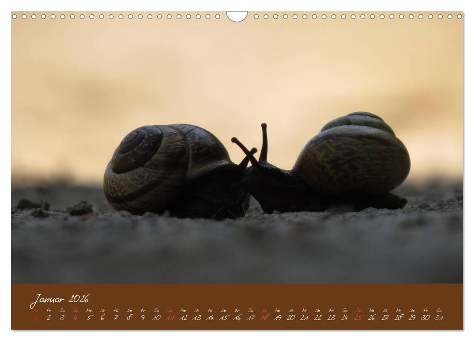 Ganz langsam im Schneckentempo durch's Jahr (CALVENDO Wandkalender 2026)