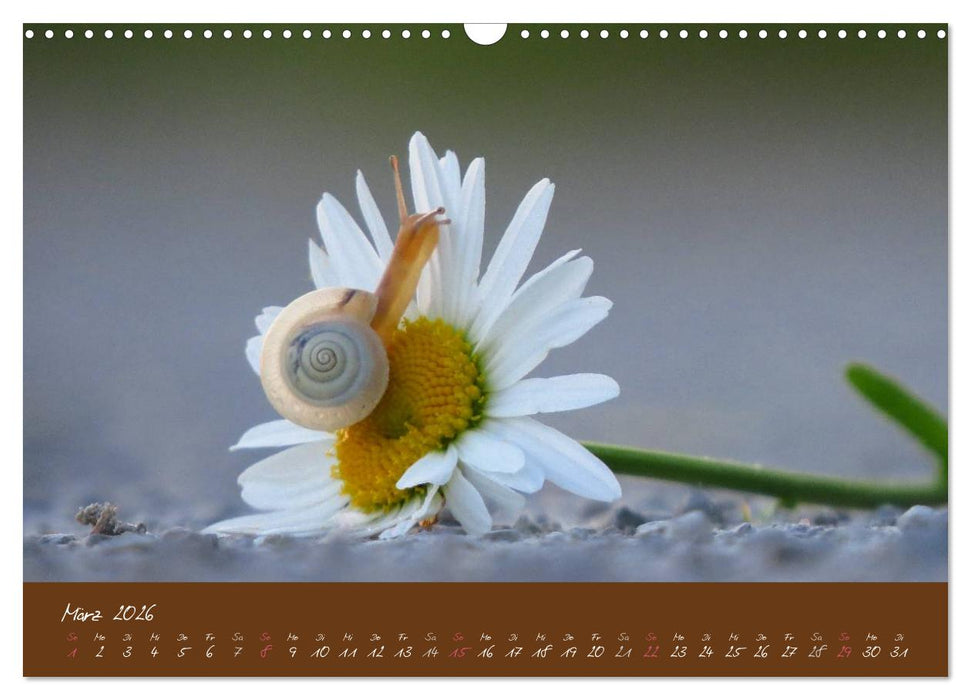 Ganz langsam im Schneckentempo durch's Jahr (CALVENDO Wandkalender 2026)