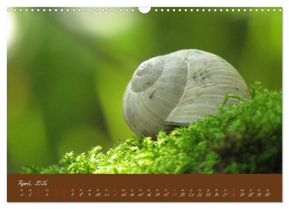 Ganz langsam im Schneckentempo durch's Jahr (CALVENDO Wandkalender 2026)