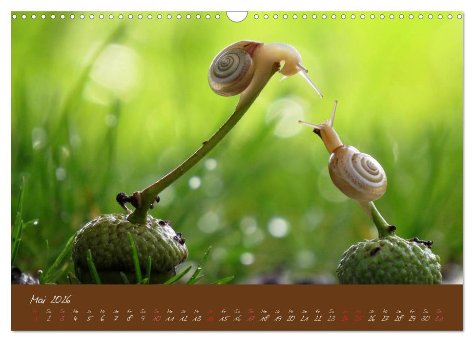 Ganz langsam im Schneckentempo durch's Jahr (CALVENDO Wandkalender 2026)
