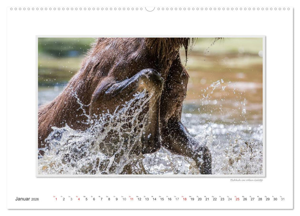 Emotionale Momente: Europäischer Elch Part II (CALVENDO Wandkalender 2026)