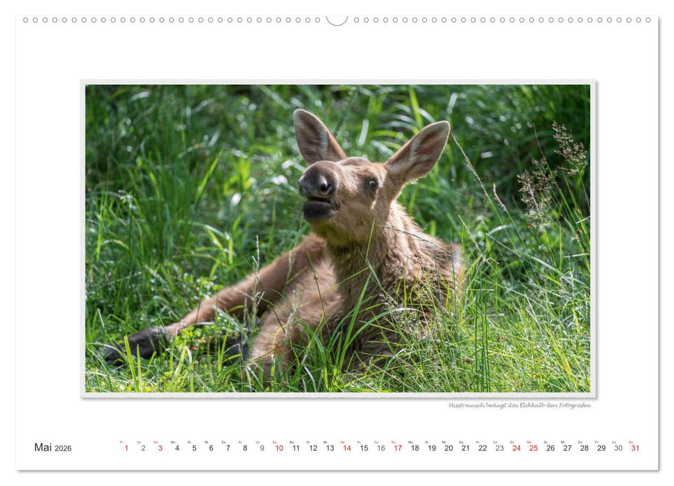 Emotionale Momente: Europäischer Elch Part II (CALVENDO Wandkalender 2026)