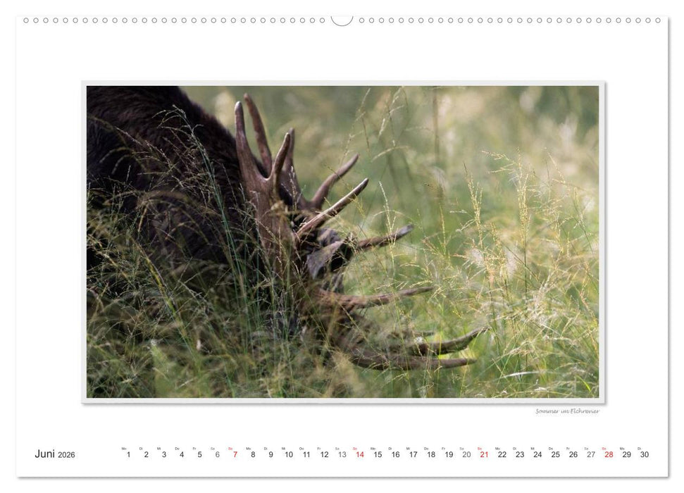 Emotionale Momente: Europäischer Elch Part II (CALVENDO Wandkalender 2026)