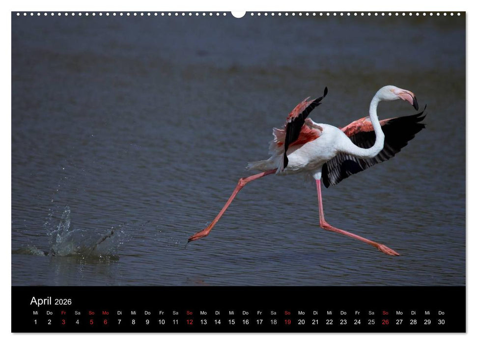 Flamingos der Camargue 2026 (CALVENDO Wandkalender 2026)