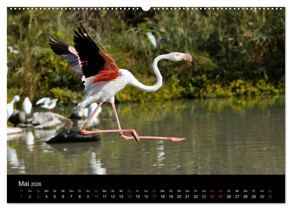 Flamingos der Camargue 2026 (CALVENDO Wandkalender 2026)