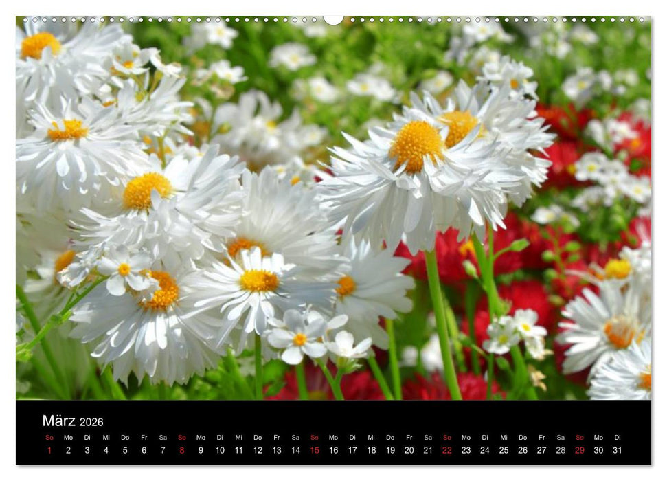 Die vier Jahreszeiten (CALVENDO Wandkalender 2026)