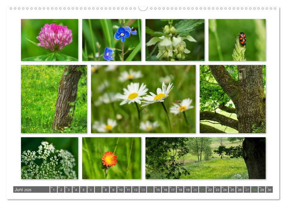 Naturcollagen 2026 (CALVENDO Premium Wandkalender 2026)