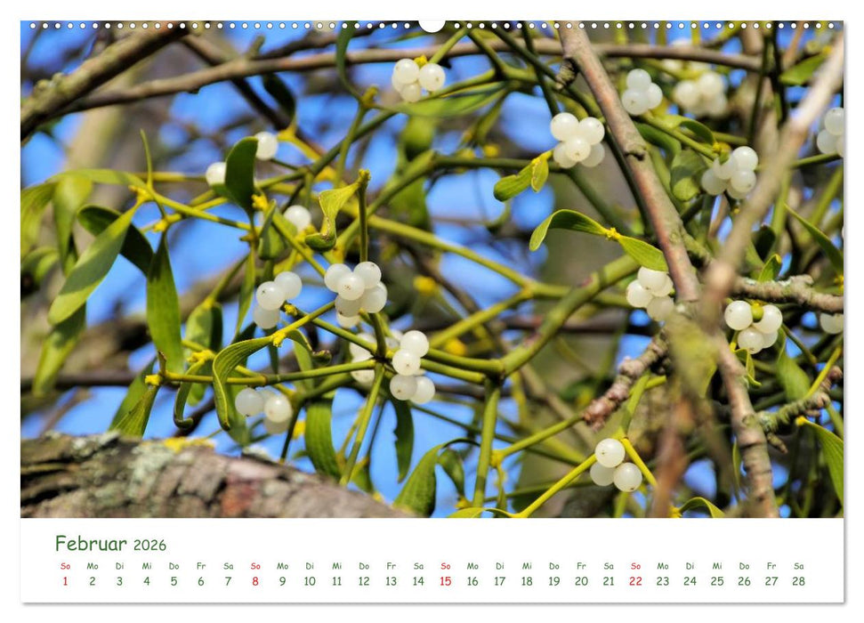 Arzneipflanzen (CALVENDO Premium Wandkalender 2026)