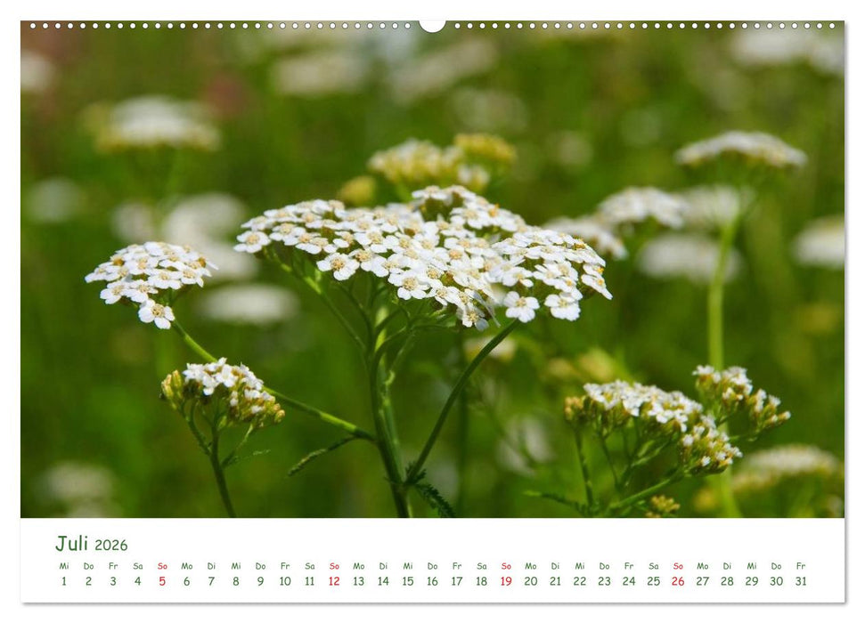 Arzneipflanzen (CALVENDO Premium Wandkalender 2026)