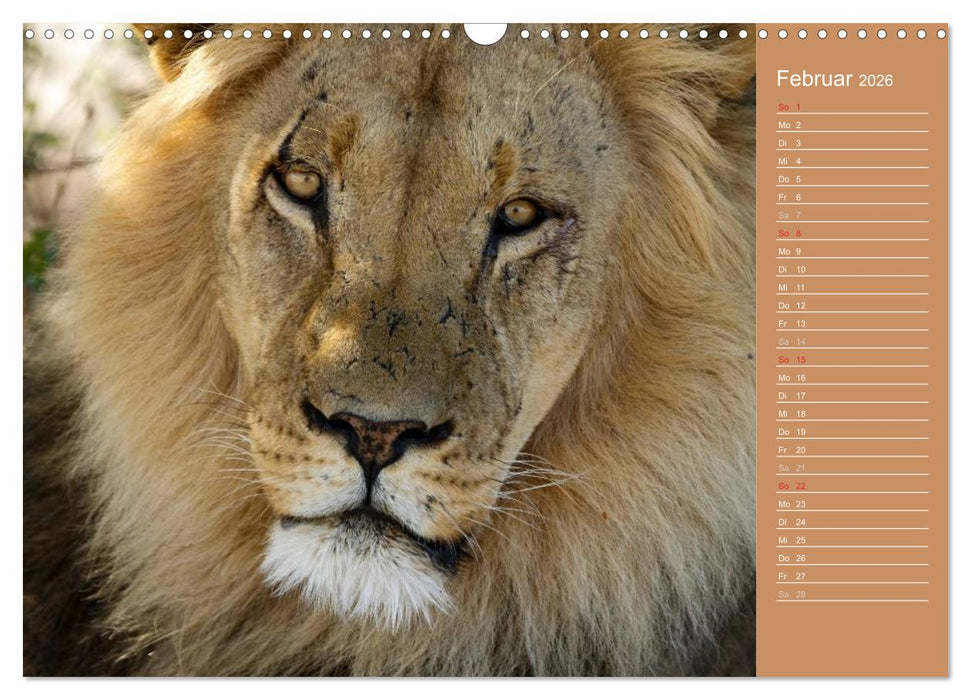 Afrika - Faszinierende Tierwelt (CALVENDO Wandkalender 2026)