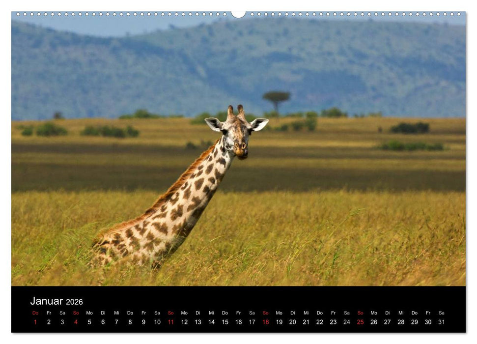 GIRAFFEN - Liebliche Riesen der afrikanischen Savanne (CALVENDO Wandkalender 2026)