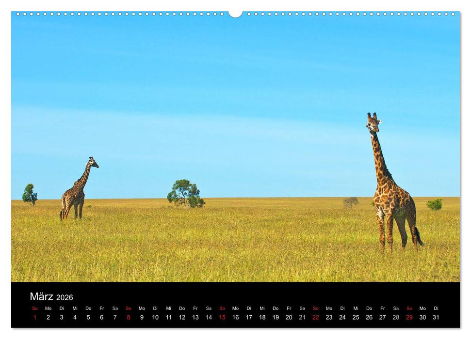 GIRAFFEN - Liebliche Riesen der afrikanischen Savanne (CALVENDO Wandkalender 2026)