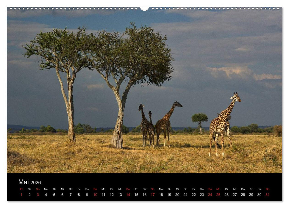 GIRAFFEN - Liebliche Riesen der afrikanischen Savanne (CALVENDO Wandkalender 2026)