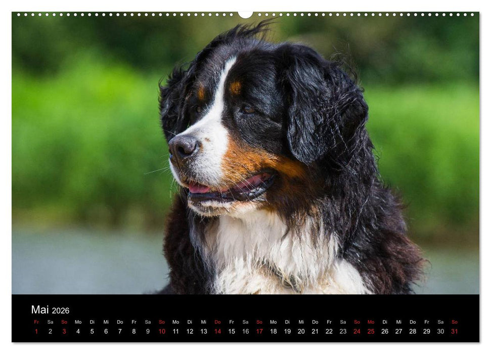 Treuer Freund Berner Sennenhund (CALVENDO Premium Wandkalender 2026)