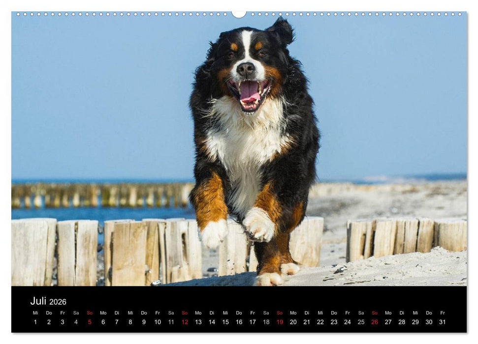Treuer Freund Berner Sennenhund (CALVENDO Premium Wandkalender 2026)
