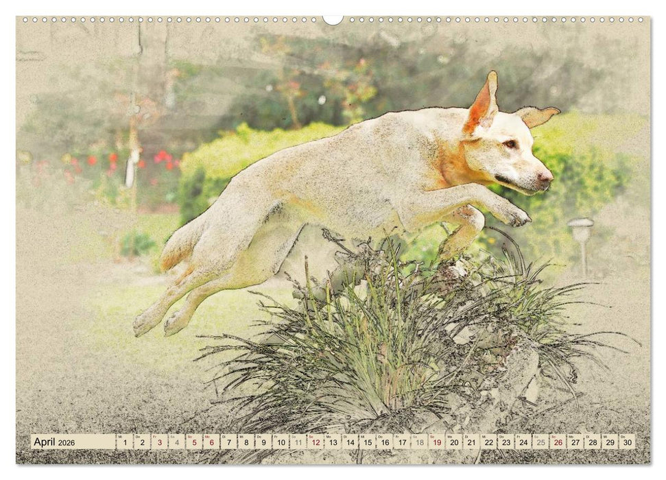 Labrador Retriever 2026 (CALVENDO Premium Wandkalender 2026)