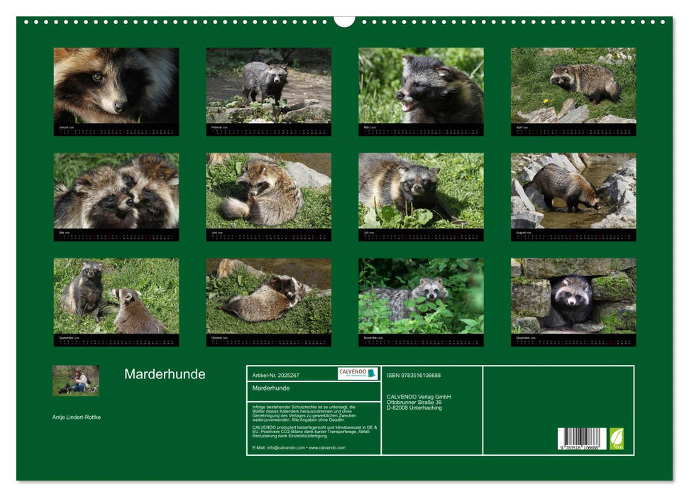 Marderhunde (CALVENDO Wandkalender 2026)