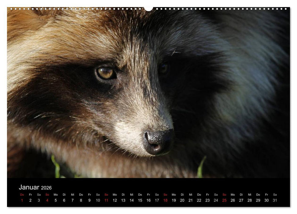 Marderhunde (CALVENDO Wandkalender 2026)