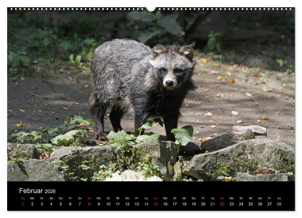 Marderhunde (CALVENDO Wandkalender 2026)