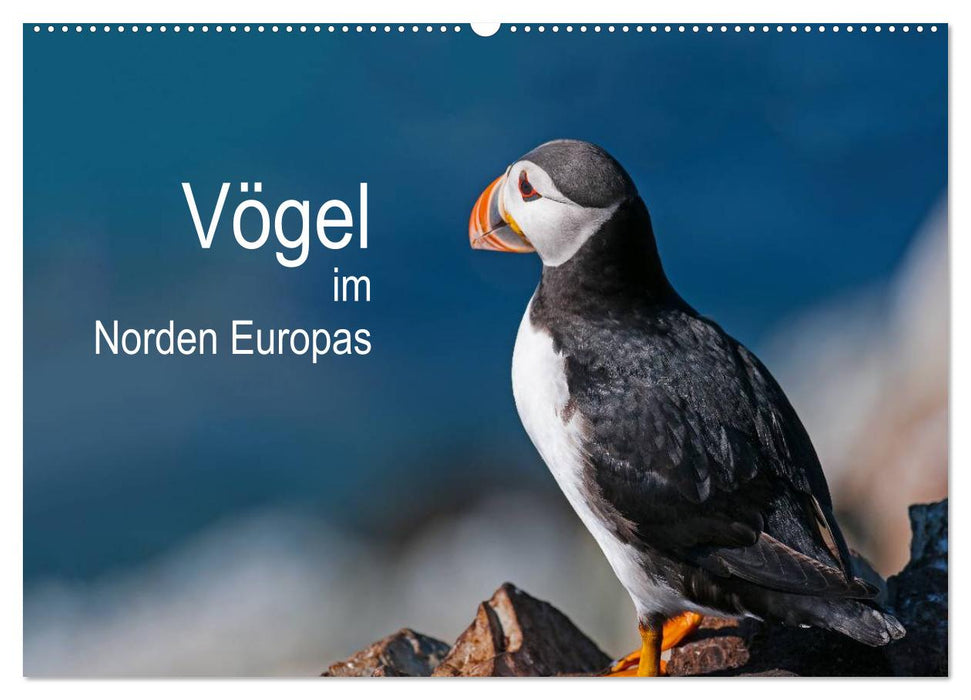 Vögel im Norden Europas (CALVENDO Wandkalender 2026)