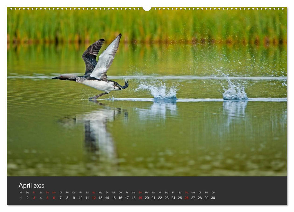 Vögel im Norden Europas (CALVENDO Wandkalender 2026)