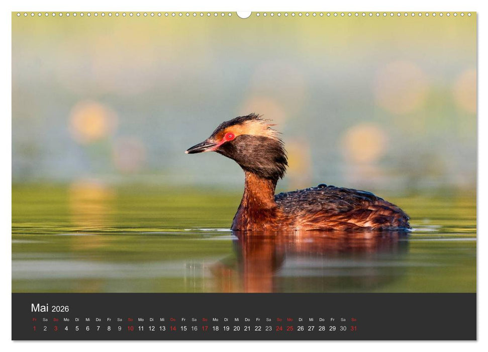 Vögel im Norden Europas (CALVENDO Wandkalender 2026)