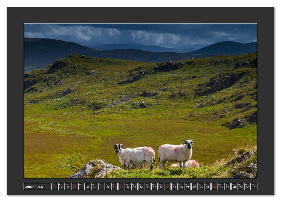 IRLAND - Insel der glücklichen Schafe (CALVENDO Wandkalender 2026)