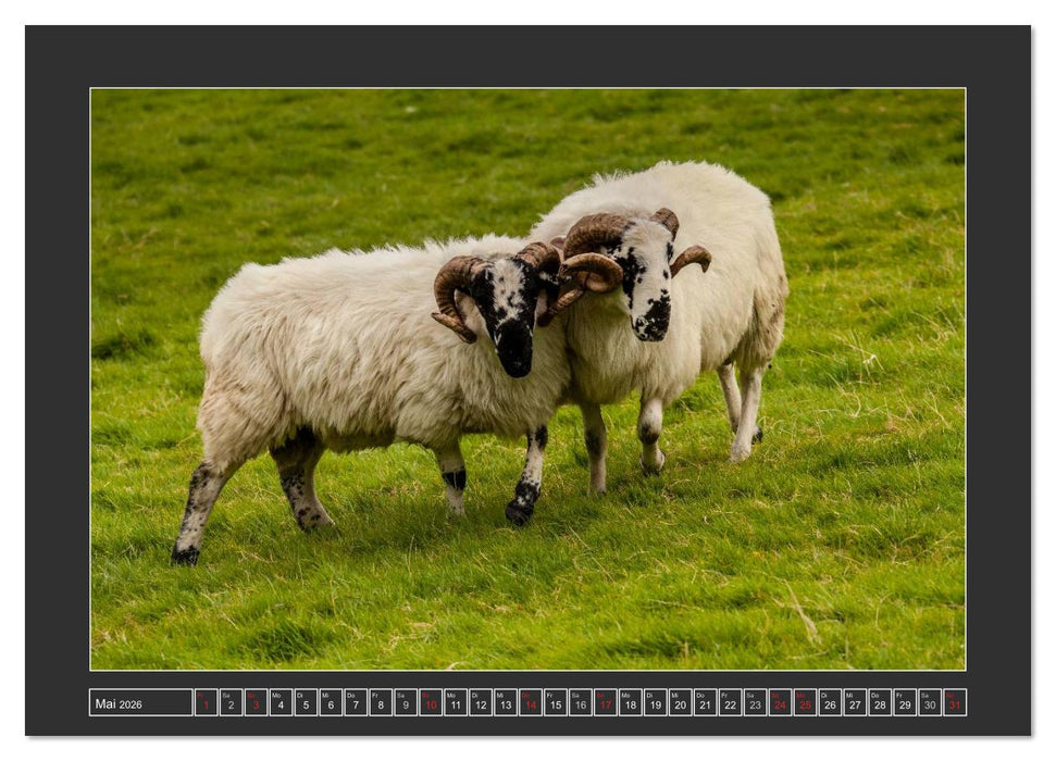 IRLAND - Insel der glücklichen Schafe (CALVENDO Wandkalender 2026)