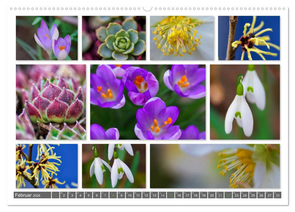 Naturcollagen 2026 (CALVENDO Wandkalender 2026)