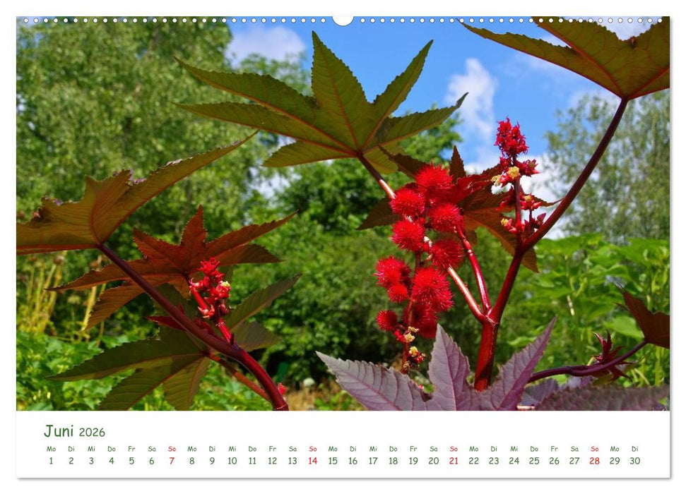 Arzneipflanzen (CALVENDO Wandkalender 2026)