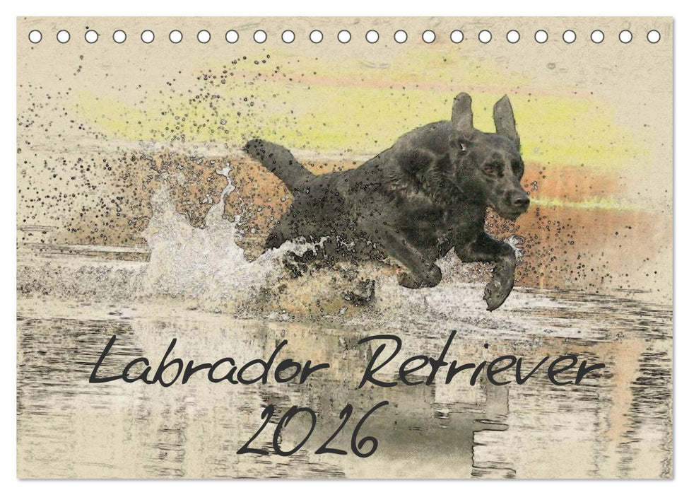 Labrador Retriever 2026 (CALVENDO Wandkalender 2026)