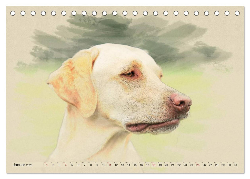Labrador Retriever 2026 (CALVENDO Wandkalender 2026)
