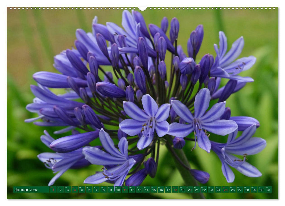 Madeiras Blütenpracht (CALVENDO Wandkalender 2026)