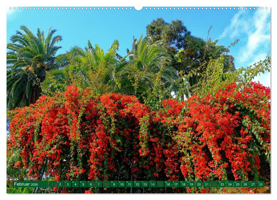 Madeiras Blütenzauber (CALVENDO Wandkalender 2026)