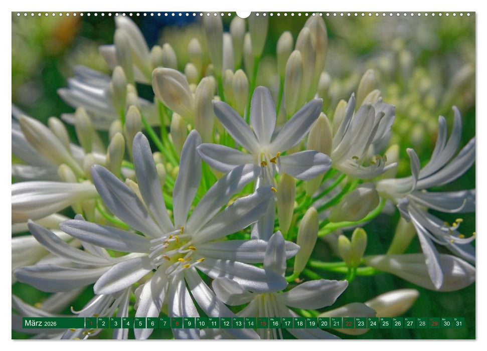 Madeiras Blütenzauber (CALVENDO Wandkalender 2026)