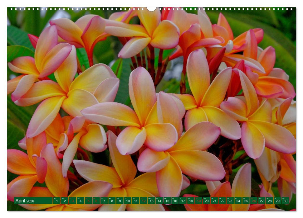 Madeiras Blütenzauber (CALVENDO Wandkalender 2026)