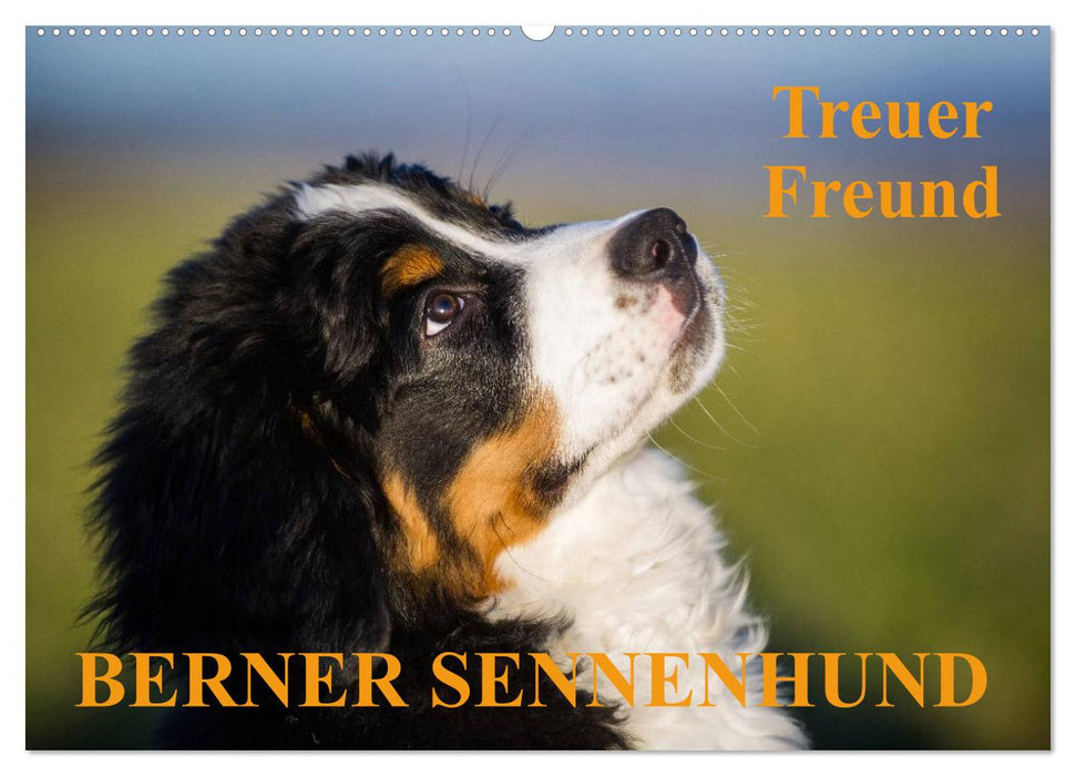 Treuer Freund Berner Sennenhund (CALVENDO Wandkalender 2026)