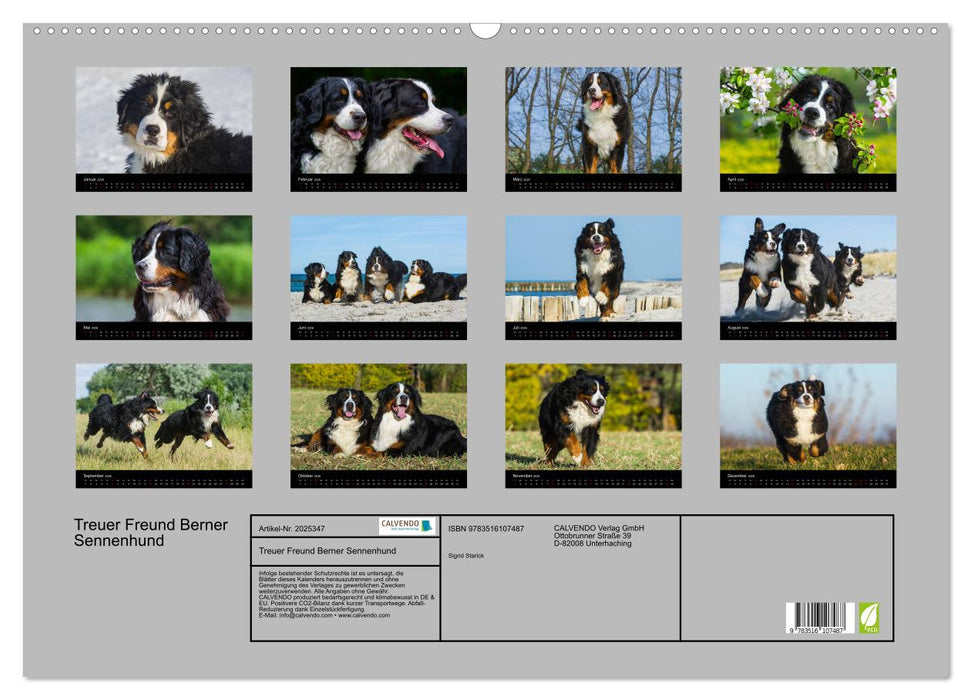 Treuer Freund Berner Sennenhund (CALVENDO Wandkalender 2026)
