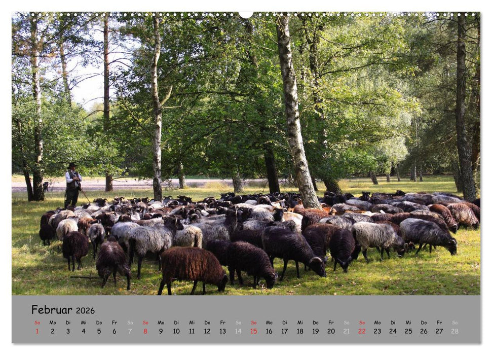Lüneburger Heide - schön zu jeder Jahreszeit (CALVENDO Wandkalender 2026)