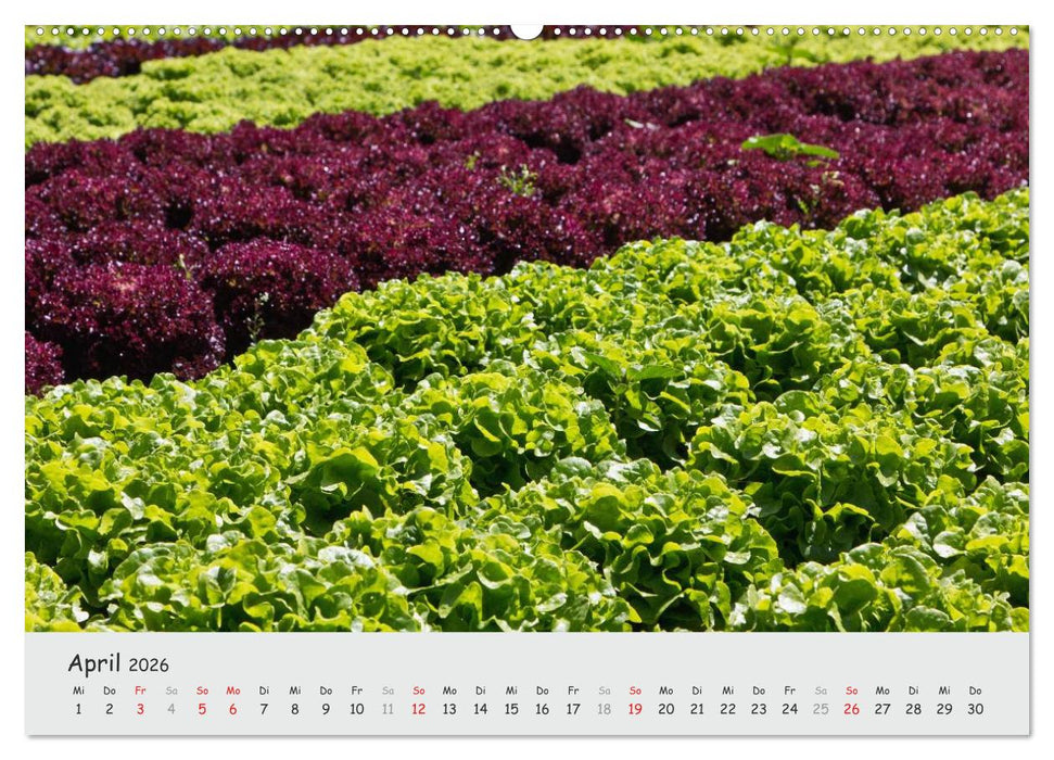 Insel Reichenau - Klosterinsel im Bodensee (CALVENDO Wandkalender 2026)