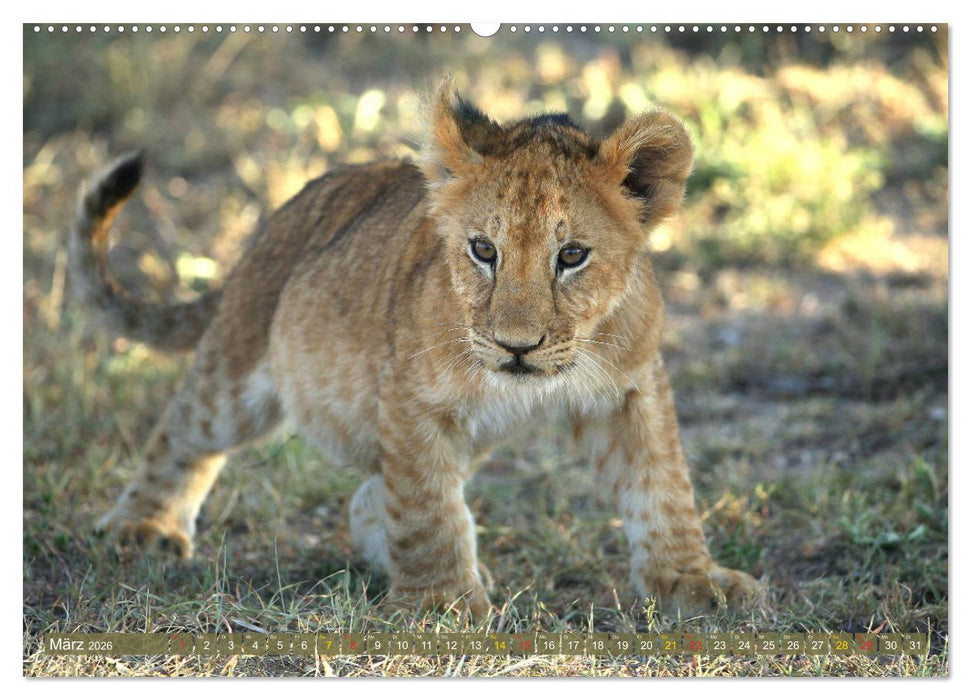 Wildes Kinderzimmer - Tierkinder in Afrika (CALVENDO Wandkalender 2026)