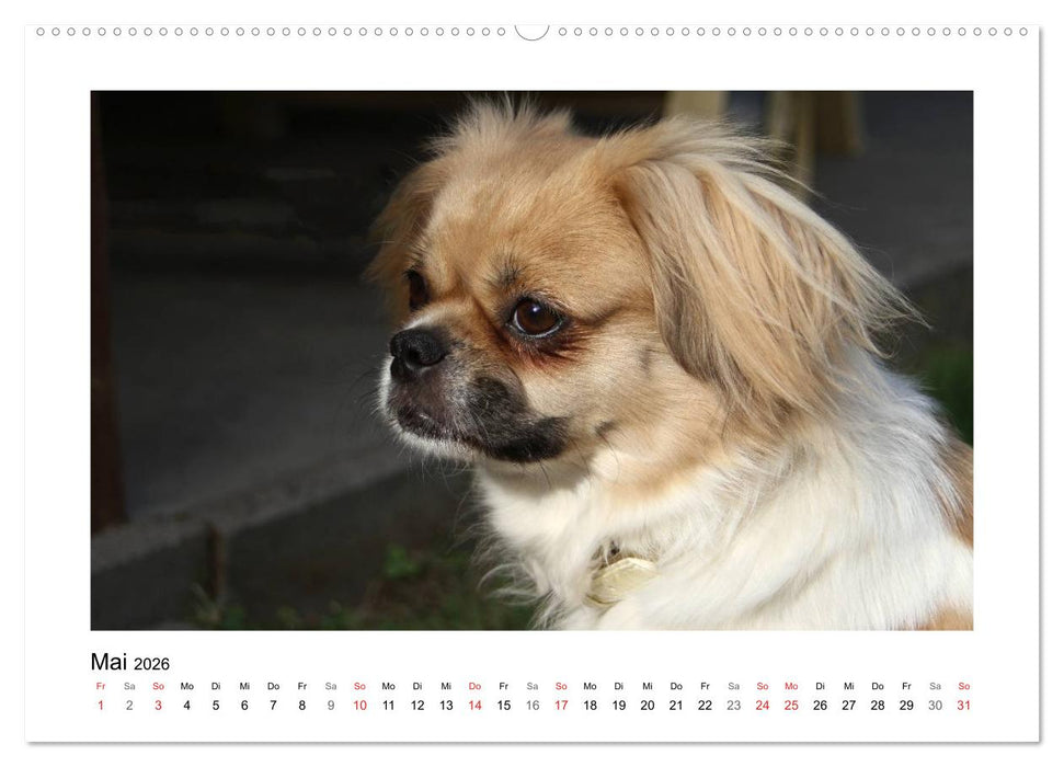 Tibet-Spaniel (CALVENDO Premium Wandkalender 2026)