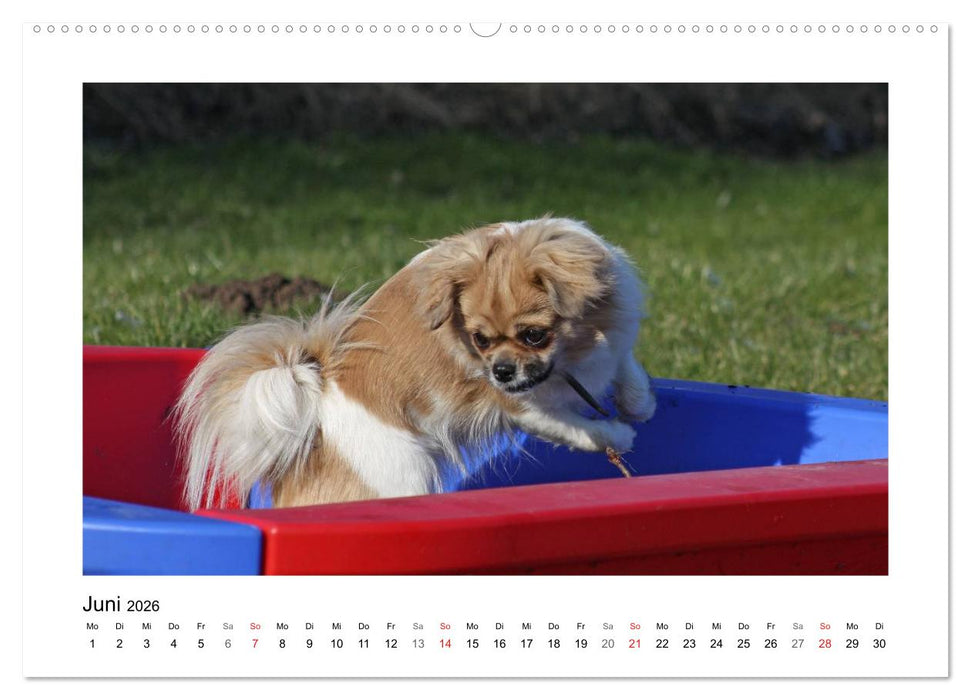 Tibet-Spaniel (CALVENDO Premium Wandkalender 2026)