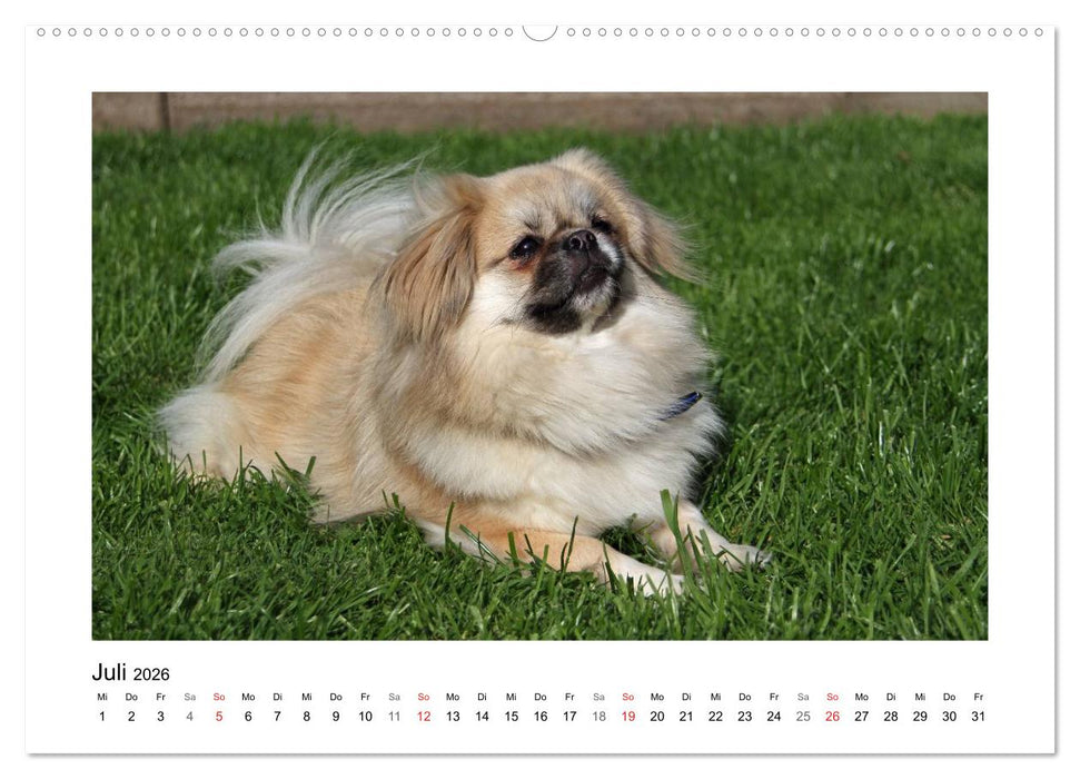 Tibet-Spaniel (CALVENDO Premium Wandkalender 2026)