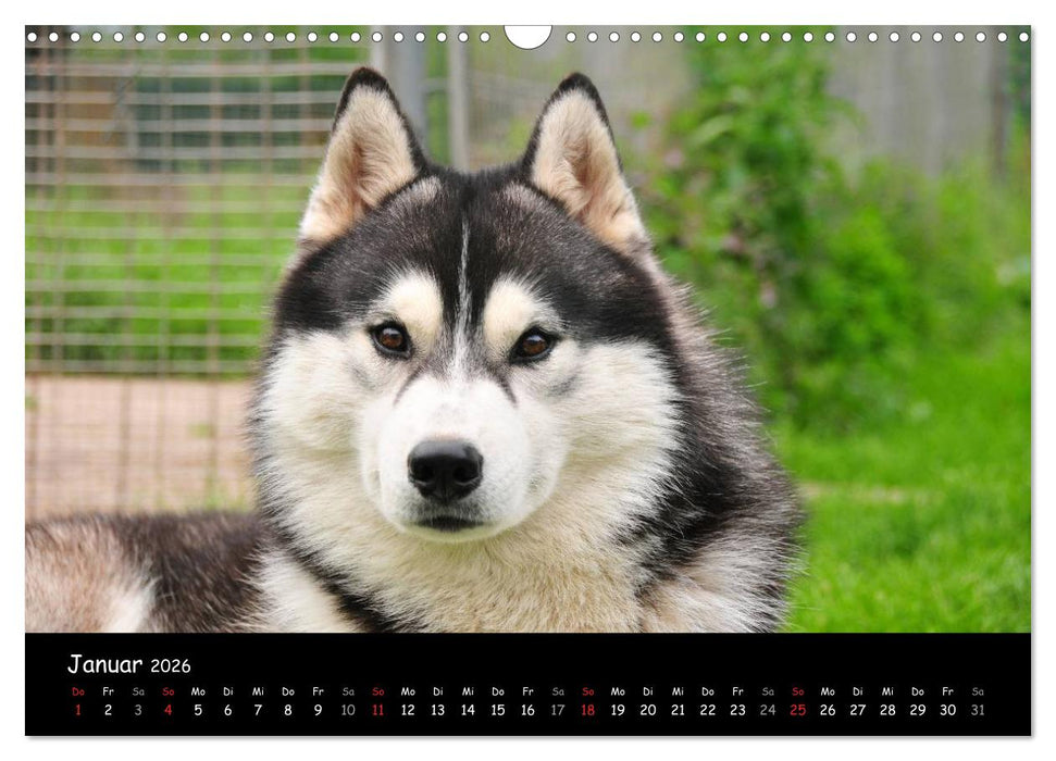 Huskys - Traumhunde (CALVENDO Wandkalender 2026)