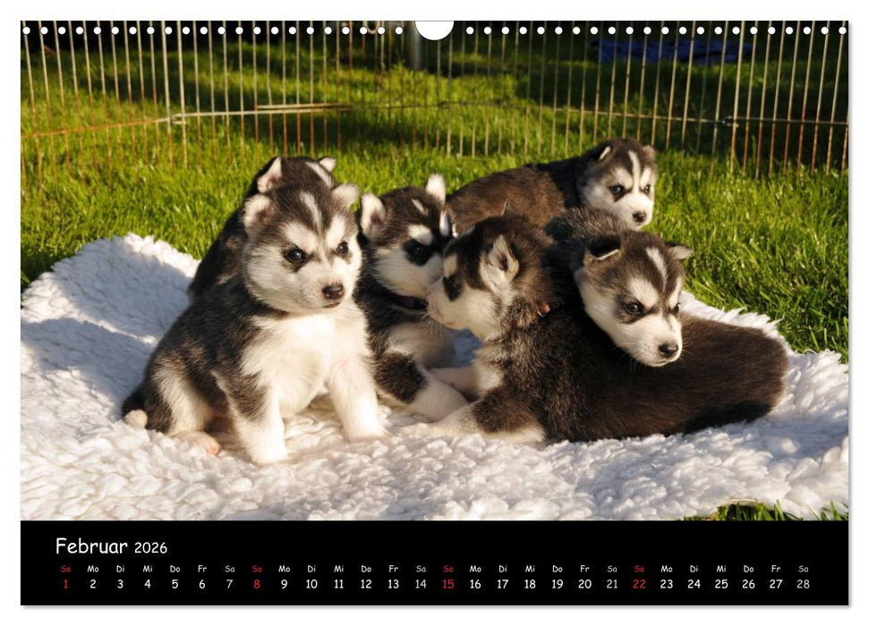 Huskys - Traumhunde (CALVENDO Wandkalender 2026)